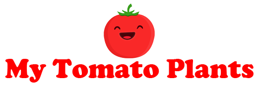 My Tomato Plants